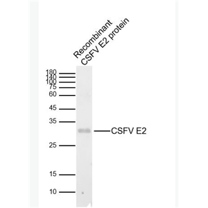 Anti-CSFV E2 antibody-猪瘟病毒包膜糖蛋白E2抗体