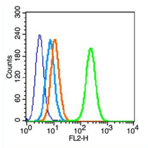 Anti-HFE antibody-遗传性血色病蛋白相关蛋白1抗体