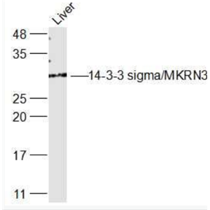 Anti-14-3-3 sigma antibody-14-3-3 sigma抗体,14-3-3 sigma