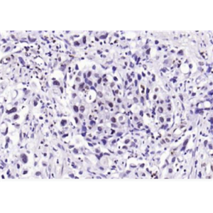 Anti-phospho-SP1 (Thr453) antibody-磷酸化转录生长因子SP1抗体