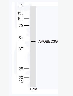Anti-APOBEC3G antibody-脱氧胞苷脱氨酶蛋白抗体,APOBEC3G