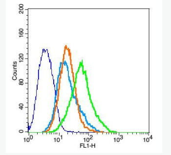 Anti-GABA Transporter 2 antibody-γ氨基丁酸運(yùn)載蛋白2抗體,GABA Transporter 2