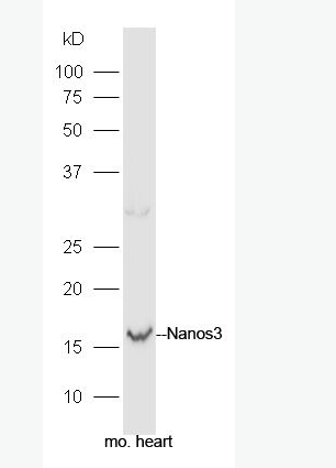 Anti-Nanos3 antibody-骨巢蛋白抗体,Nanos3