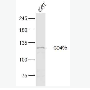 Anti-Integrin alpha 2 antibody-整合素α2（CD49b）抗體,Integrin alpha 2