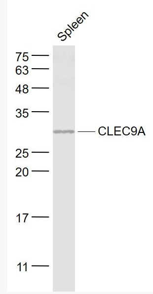 Anti-CLEC9A antibody-C型凝集素结构域家族9成员A抗体,CLEC9A
