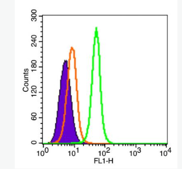 Anti-TYROBP antibody-自然殺傷激活受體相關蛋白DAP12抗體,TYROBP