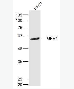 Anti-GPR7 antibody-G蛋白偶聯(lián)受體7抗體,GPR7