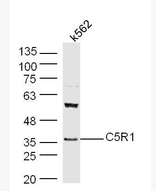 Anti-C5R1 antibody-补体成分5受体1抗体,C5R1
