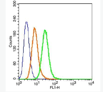 Anti-ADH1A + ADH1B + ADH1G antibody-乙醇脱氢酶1抗体,ADH1A + ADH1B + ADH1G