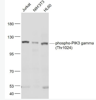 Anti-phospho-PIK3 gamma (Thr1024) antibody-磷酸化磷脂酰肌醇激酶PIK3-γ抗体,phospho-PIK3 gamma (Thr1024)