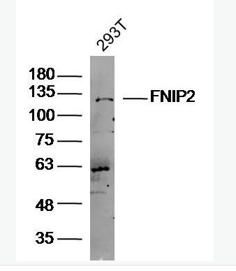 Anti-FNIP2 antibody-卵泡刺激素结合蛋白2抗体,FNIP2