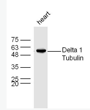 Anti-Delta 1 Tubulin antibody-微管蛋白δ1/δ Tubulin抗體,Delta 1 Tubulin