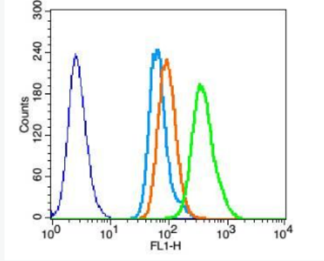 Anti-phospho-Brk (Tyr447) antibody-磷酸化酪氨酸蛋白激酶6/乳腺肿瘤激酶抗体,phospho-Brk (Tyr447)