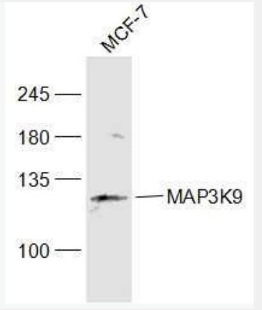 Anti-MAP3K9 antibody-丝裂原活化蛋白激酶3K9抗体,MAP3K9