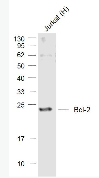 Anti-Bcl-2 antibody-Bcl-2重组兔单抗,Bcl-2