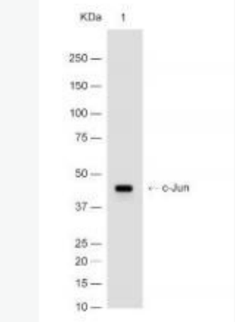 Anti-c-Jun antibody-原癌基因蛋白/活化蛋白1重组兔单抗,c-Jun