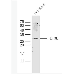 Anti-FLT3L antibody-FMS样酪氨酸激酶3配体抗体
