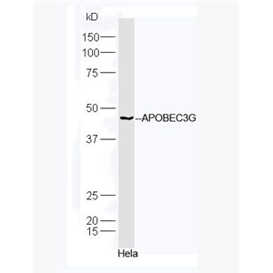 Anti-APOBEC3G antibody-脱氧胞苷脱氨酶蛋白抗体