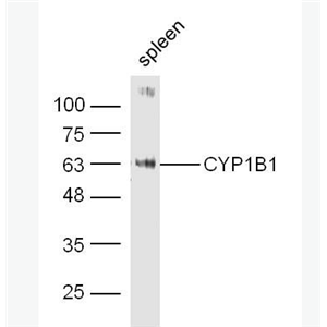Anti-CYP1B1 antibody-细胞色素cP4501B1抗体