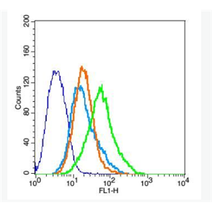 Anti-GABA Transporter 2 antibody-γ氨基丁酸运载蛋白2抗体