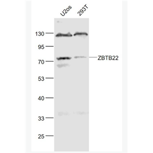 Anti-ZBTB22 antibody-锌指蛋白297抗体