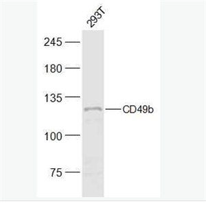 Anti-Integrin alpha 2 antibody-整合素α2（CD49b）抗体