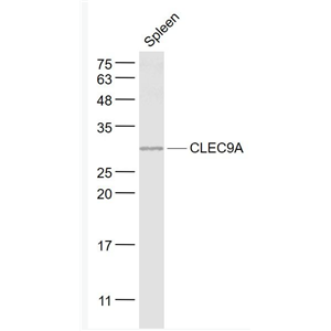 Anti-CLEC9A antibody-C型凝集素结构域家族9成员A抗体,CLEC9A
