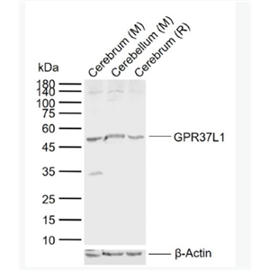 Anti-GPR37L1 antibody-G蛋白偶联受体GPR37样蛋白1抗体