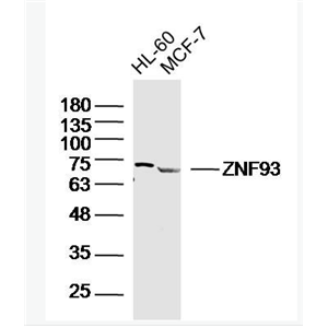 Anti-ZNF93 antibody-鋅指蛋白93抗體