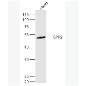 Anti-GPR7 antibody-G蛋白偶联受体7抗体