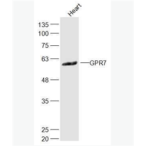 Anti-GPR7 antibody-G蛋白偶聯(lián)受體7抗體