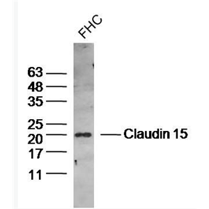 Anti-Claudin 15 antibody-紧密连接蛋白15抗体,Claudin 15