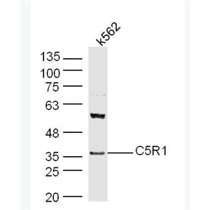 Anti-C5R1 antibody-补体成分5受体1抗体