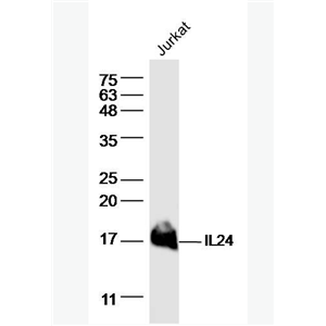Anti-IL24 antibody-白介素-24抗体