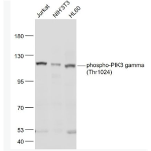 Anti-phospho-PIK3 gamma (Thr1024) antibody-磷酸化磷脂酰肌醇激酶PIK3-γ抗体,phospho-PIK3 gamma (Thr1024)