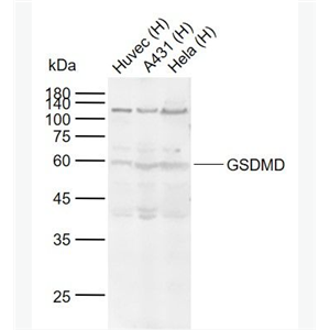 Anti-GSDMD antibody-Gasdermin D蛋白抗體