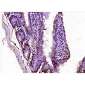 Anti-phospho-AMPK alpha-1 (Ser184) antibody-磷酸化腺苷单磷酸活化蛋白激酶α1抗体