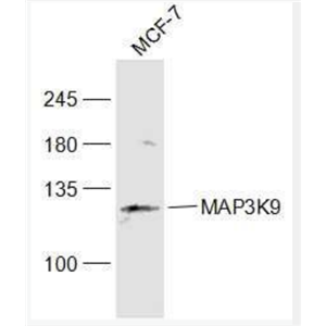 Anti-MAP3K9 antibody-丝裂原活化蛋白激酶3K9抗体