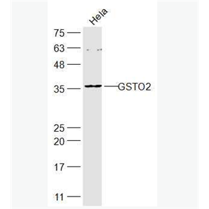 Anti-GSTO2 antibody-谷胱甘肽S转移酶ω2抗体,GSTO2