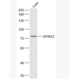 Anti-SPIRE2 antibody-SPIRE2蛋白抗体