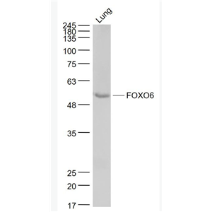 Anti-FOXO6 antibody-叉头蛋白O6抗体,FOXO6