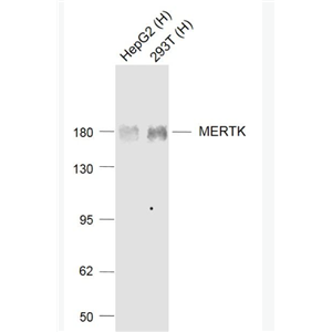 Anti-MERTK antibody-MERTK重组兔单抗,MERTK