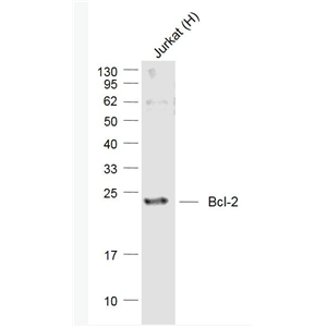 Anti-Bcl-2 antibody-Bcl-2重组兔单抗