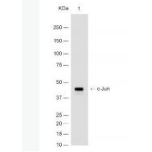 Anti-c-Jun antibody-原癌基因蛋白/活化蛋白1重组兔单抗