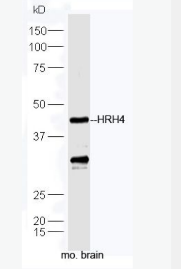 Anti-HRH4 antibody-组织胺H4受体抗体,HRH4