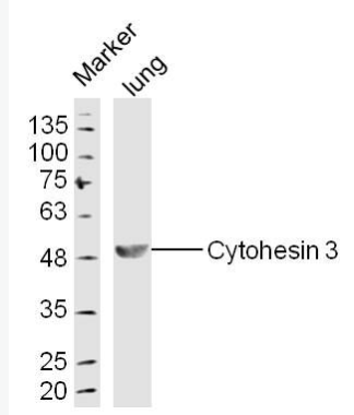 Anti-Cytohesin 3 antibody-胞粘蛋白3抗体,Cytohesin 3