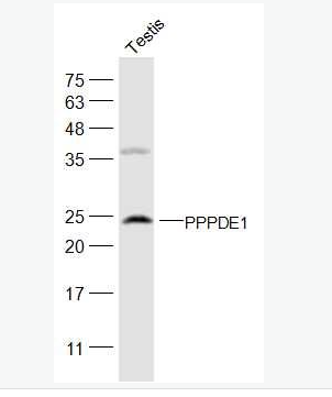 Anti-PPPDE1/FAM152A antibody-FAM152A蛋白抗体,C1orf121