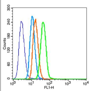 Anti-HIF-1 Alpha antibody-缺氧诱导因子1α/HIF-1α 抗体,HIF-1 Alpha