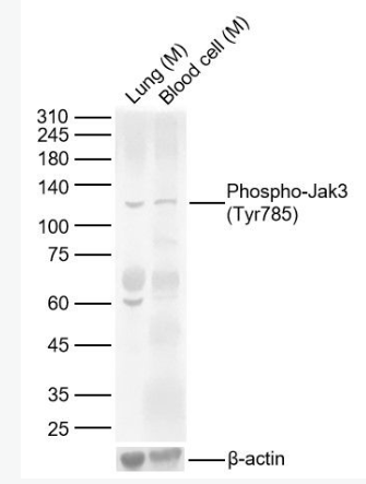 Anti-Phospho-Jak3 (Tyr785) antibody-磷酸化蛋白酪氨酸激酶JAK-3抗体,Phospho-Jak3 (Tyr785)