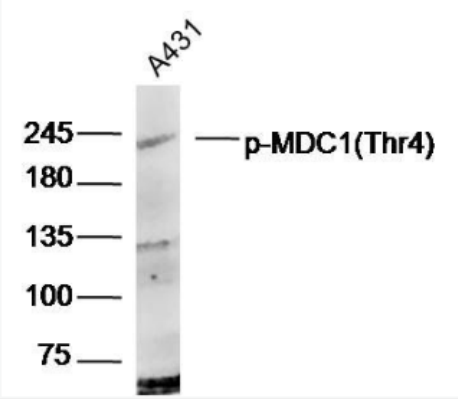Anti-phospho-MDC1 (Thr4) antibody-磷酸化DNA损伤关卡蛋白1抗体,phospho-MDC1 (Thr4)